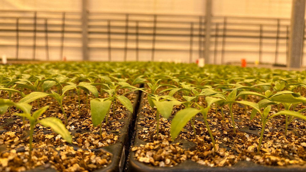 Opening Jan Schagenkas Syngenta in Enkhuizen