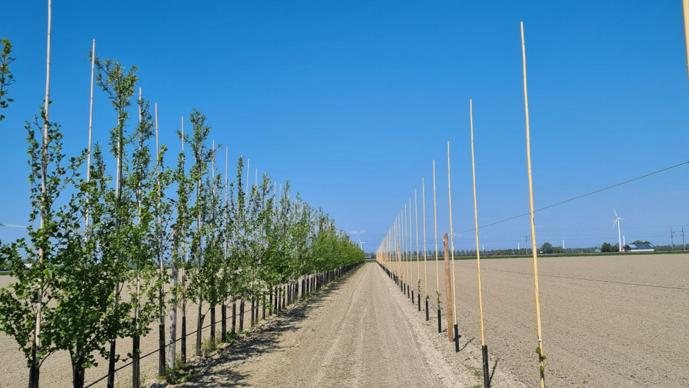 Agroforestry