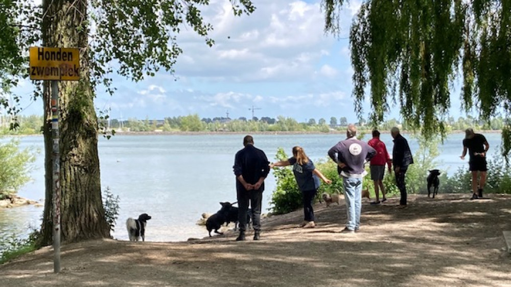 Veel honden in het Julianapark