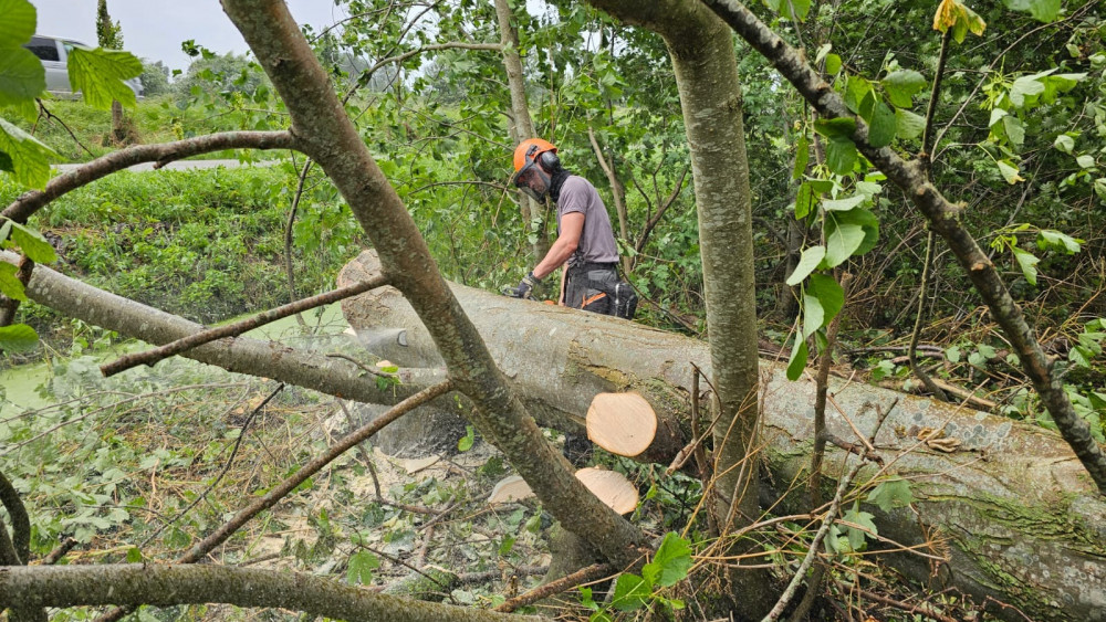 Omgevallen boom wordt in stukken gezaagd in De Hulk
