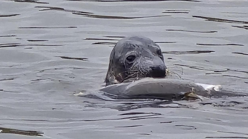 Laat de zeehond in Andijk met rust, vraagt zeehondenopvang