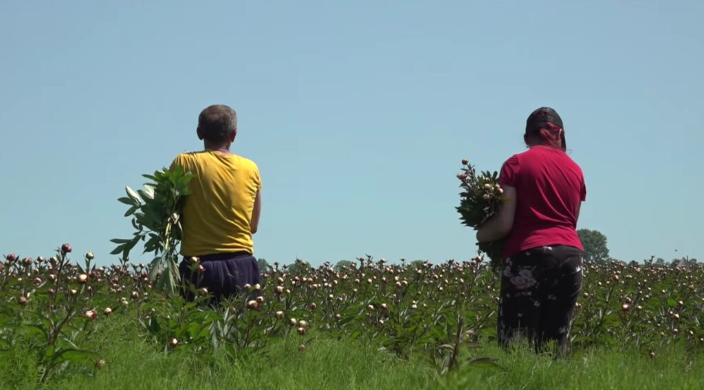 Opmeer gaat dwangsom betalen voor pioenentelers in gemeente: 
